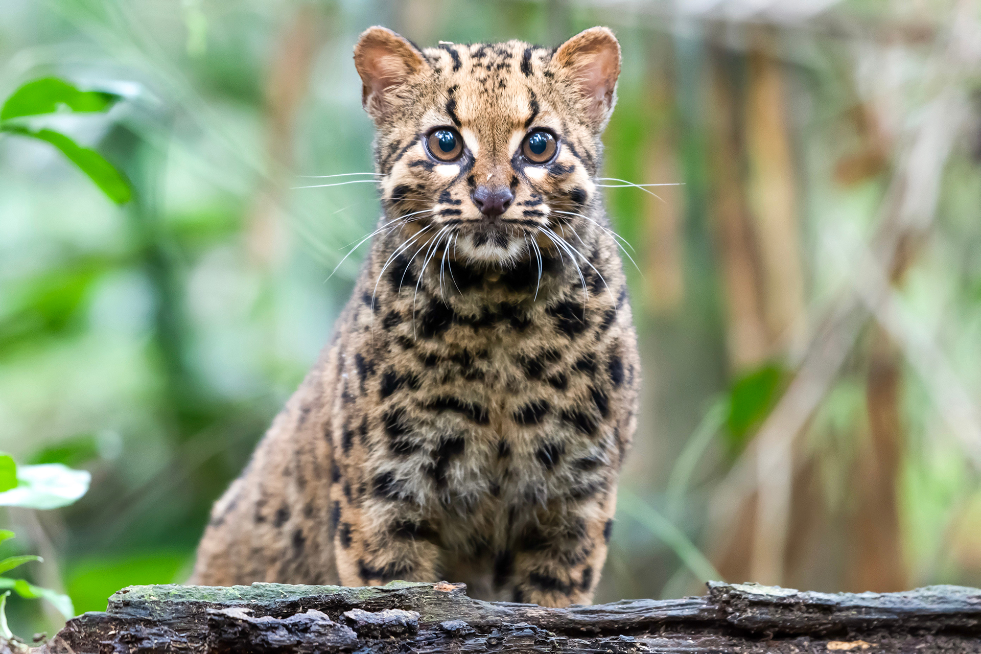Marbled cat Pardofelis marmorata