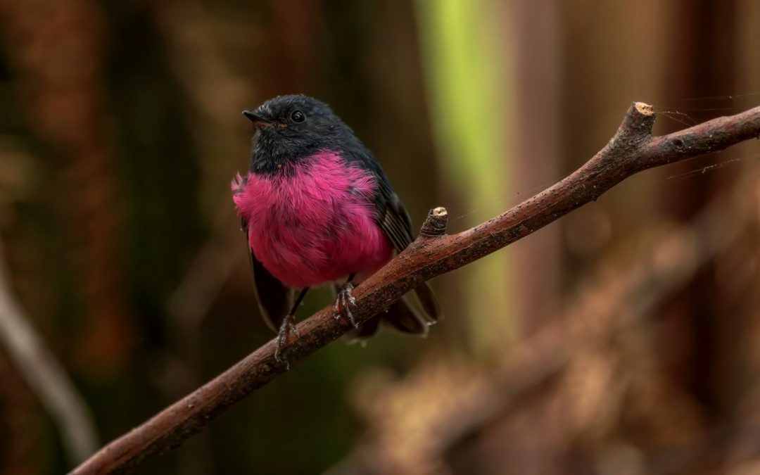 10 Unique Species You Can See in Southern Australia