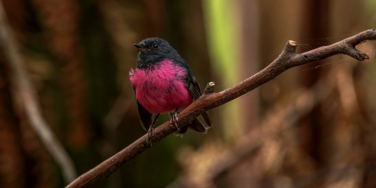 10 Unique Species You Can See in Southern Australia