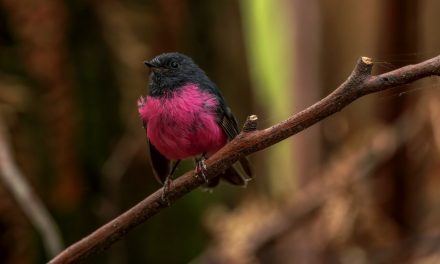 10 Unique Species You Can See in Southern Australia