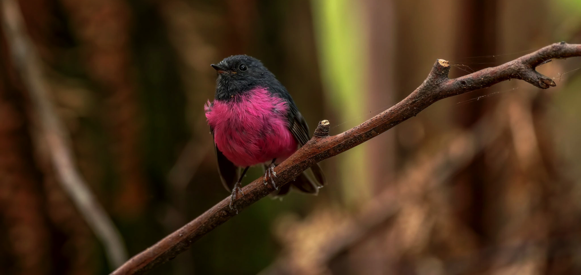 pink robin bird perched on a branch australia