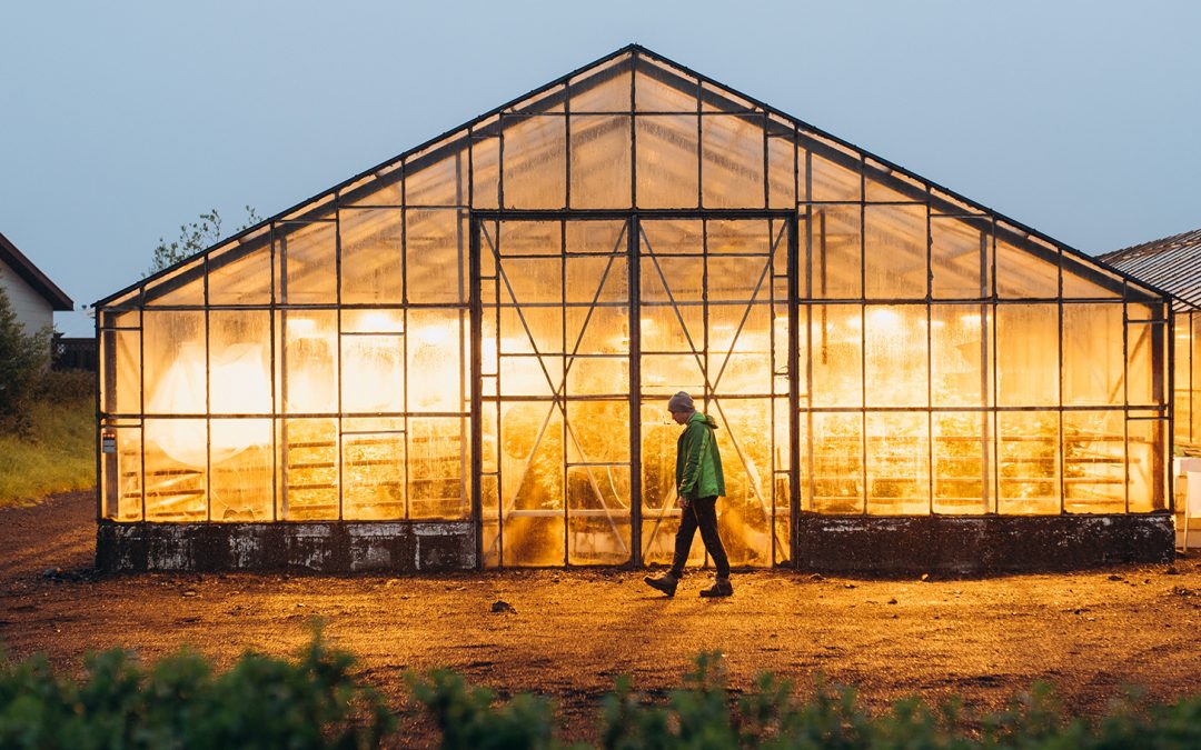 Iceland’s Greenhouses: Growing in the Land of Fire and Ice