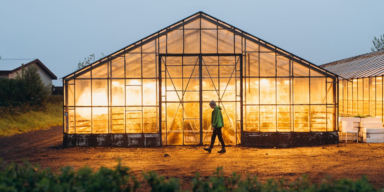 Iceland’s Greenhouses: Growing in the Land of Fire and Ice