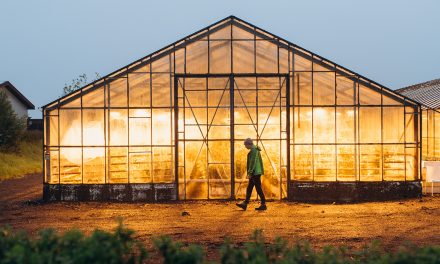 Iceland’s Greenhouses: Growing in the Land of Fire and Ice