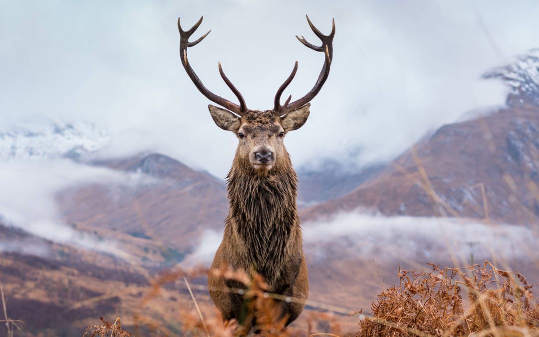 6 Spectacular Animals to See on a Scotland Adventure