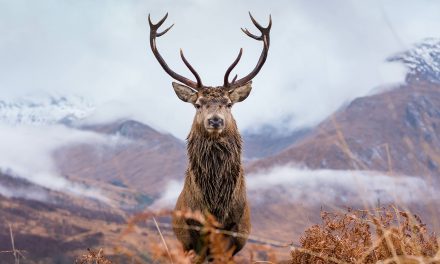 6 Spectacular Animals to See on a Scotland Adventure