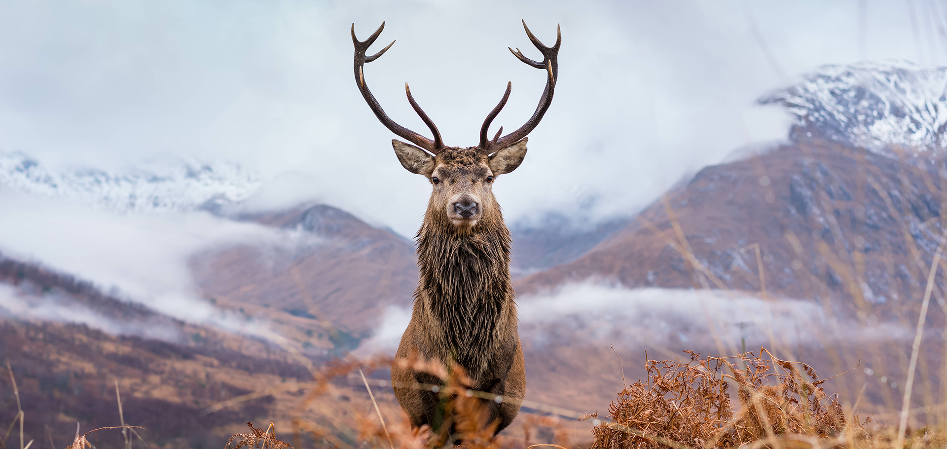 scotland scottish red deer male with rack of antlers scottish highlands mountain landscape
