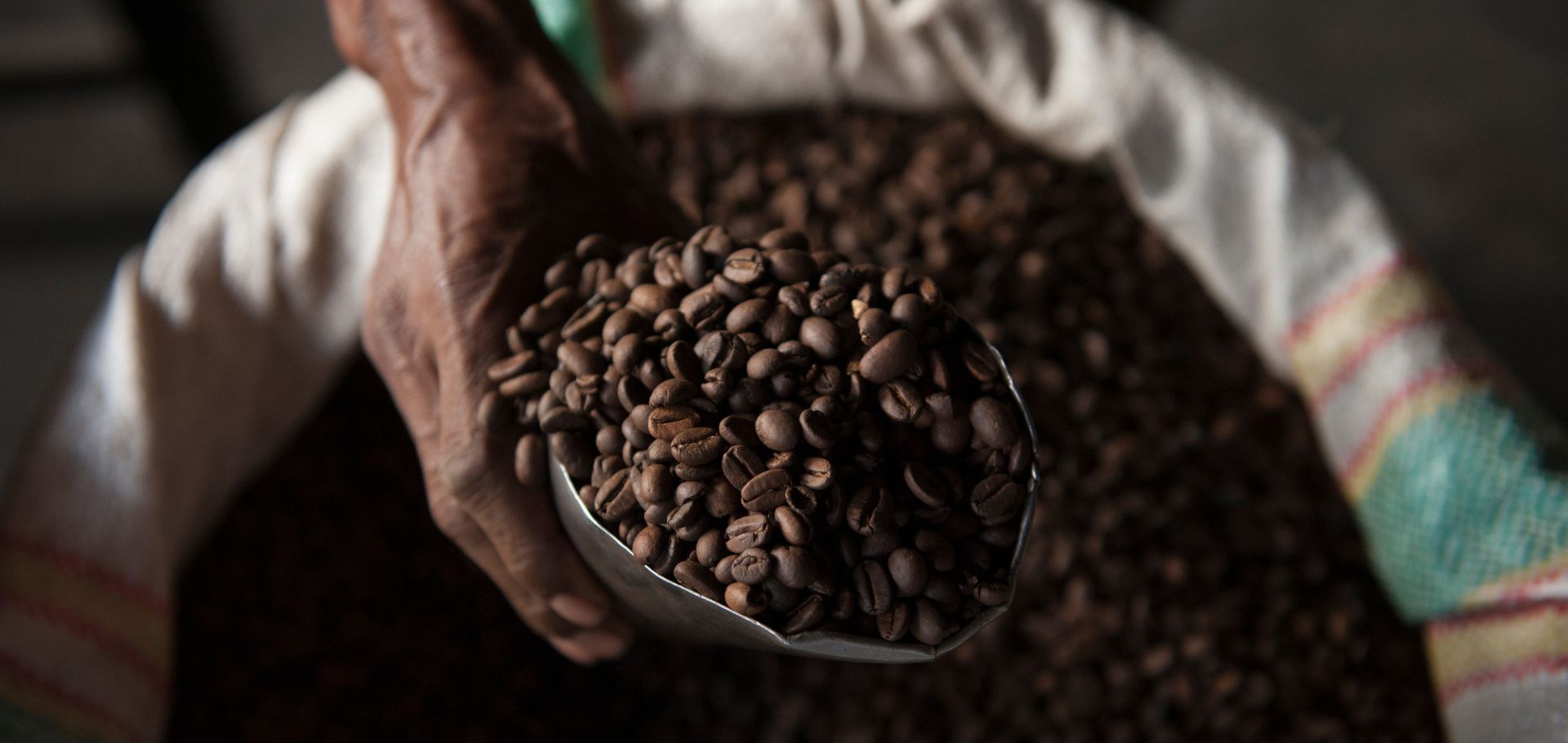 Timorese grow coffee arabica beans for the export market. The organically grown high quality arabica coffee beans are supplied to Starbucks. Coffees from East Timor are washed and have acidity, though not as pronounced as Latin American coffee. Coffee from East Timor often has an herbal taste quality as well, not bad considering these crops were devastated about a decade ago when Indonesian militia destroyed much of East Timor's coffee industry after the 1999 referendum.