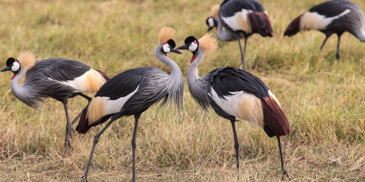 Africa’s Amazing Birdlife