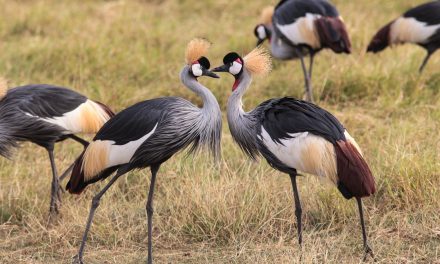Africa’s Amazing Birdlife