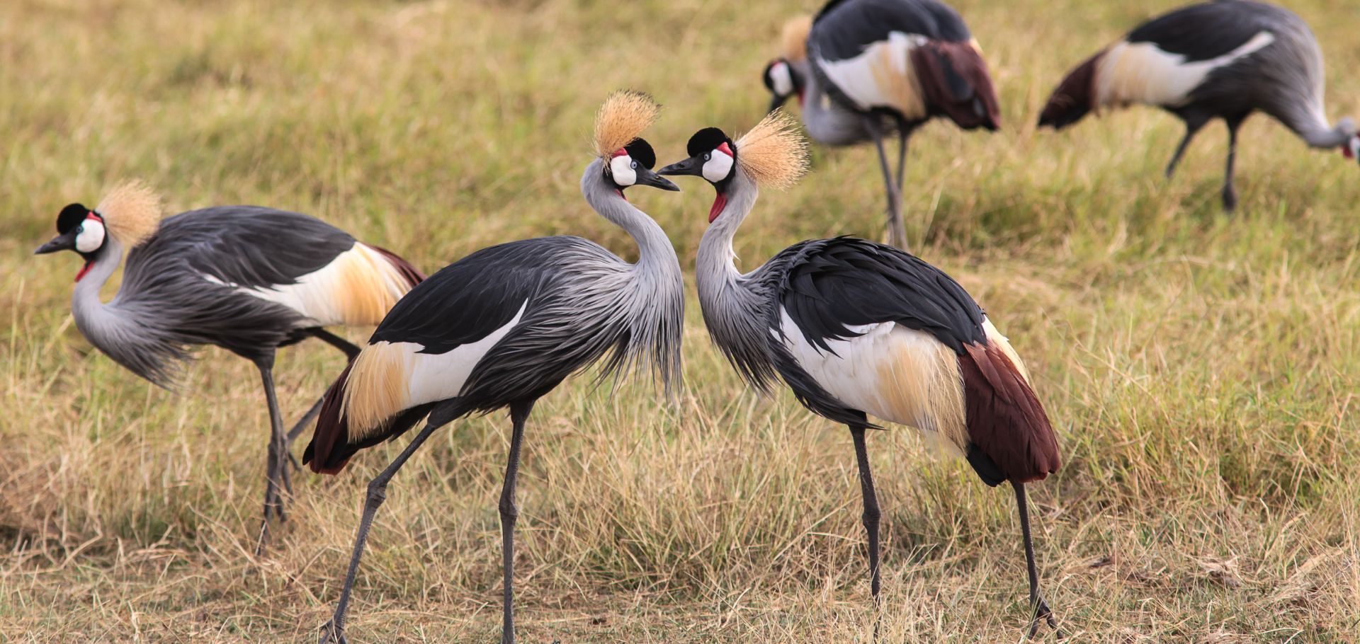 Crowned cranes in Kenya