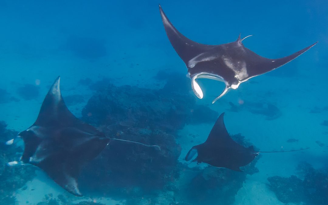 Put Our Five Oceans First on World Oceans Day