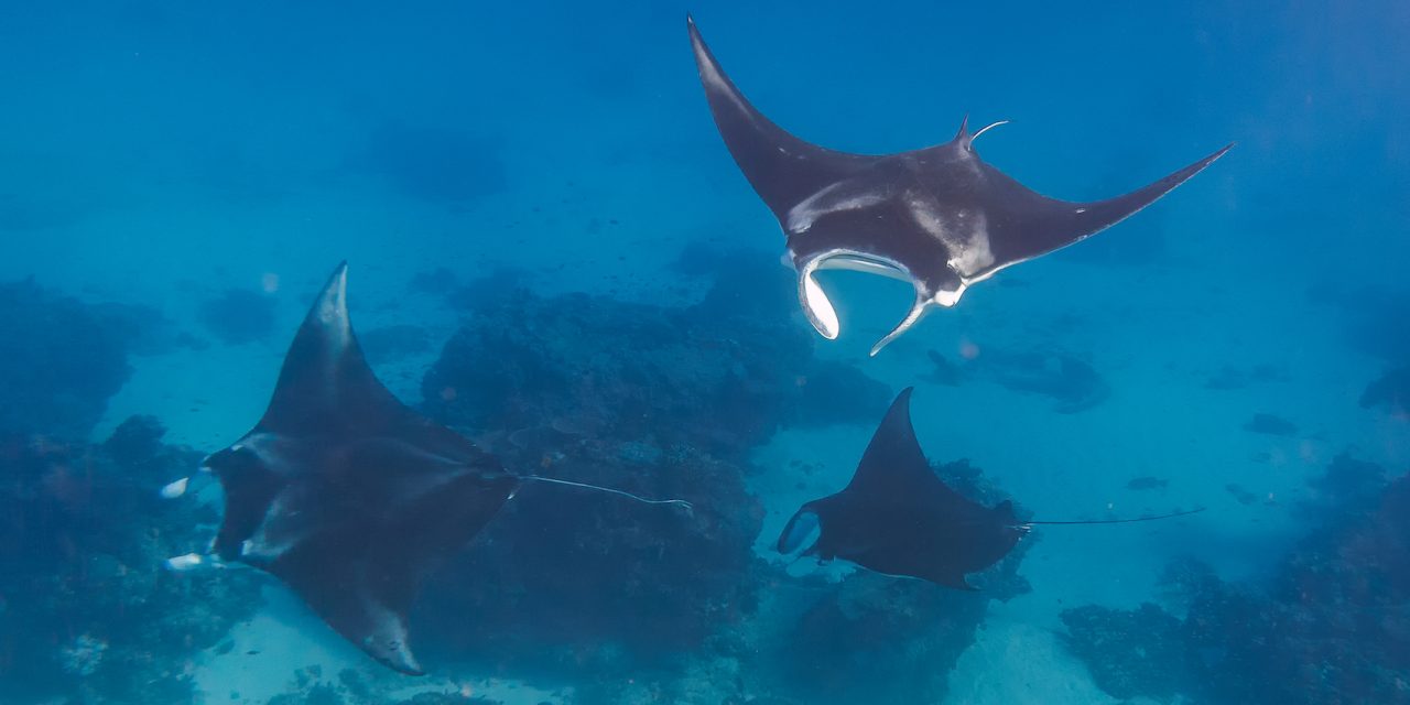 Put Our Five Oceans First on World Oceans Day