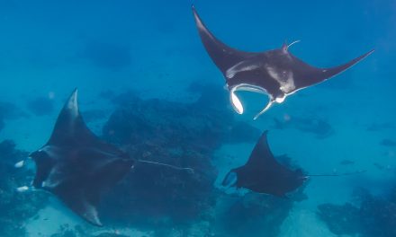 Put Our Five Oceans First on World Oceans Day