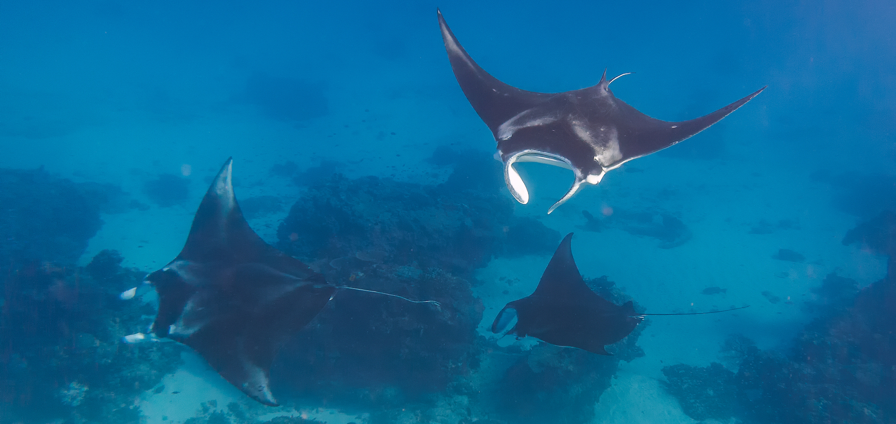 Three manta rays doing a manta train in a love parade on the great barrier reef in Australia near Lady Elliot Island.
