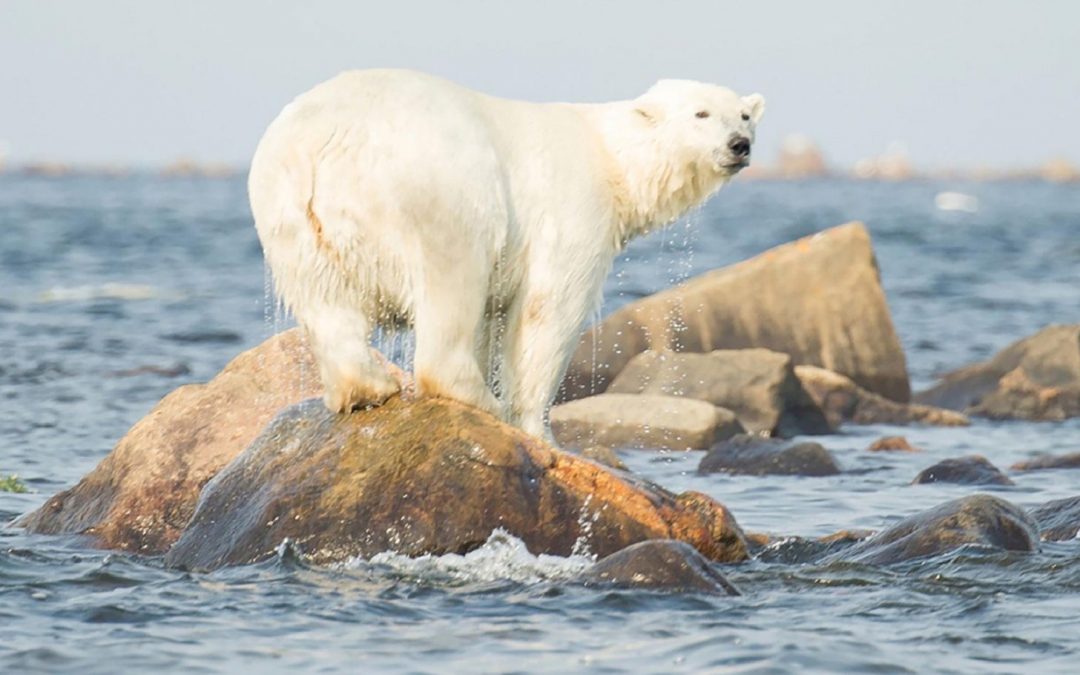 Watch Polar Bears Year-Round with WWF’s Species Tracker