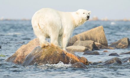 Watch Polar Bears Year-Round with WWF’s Species Tracker