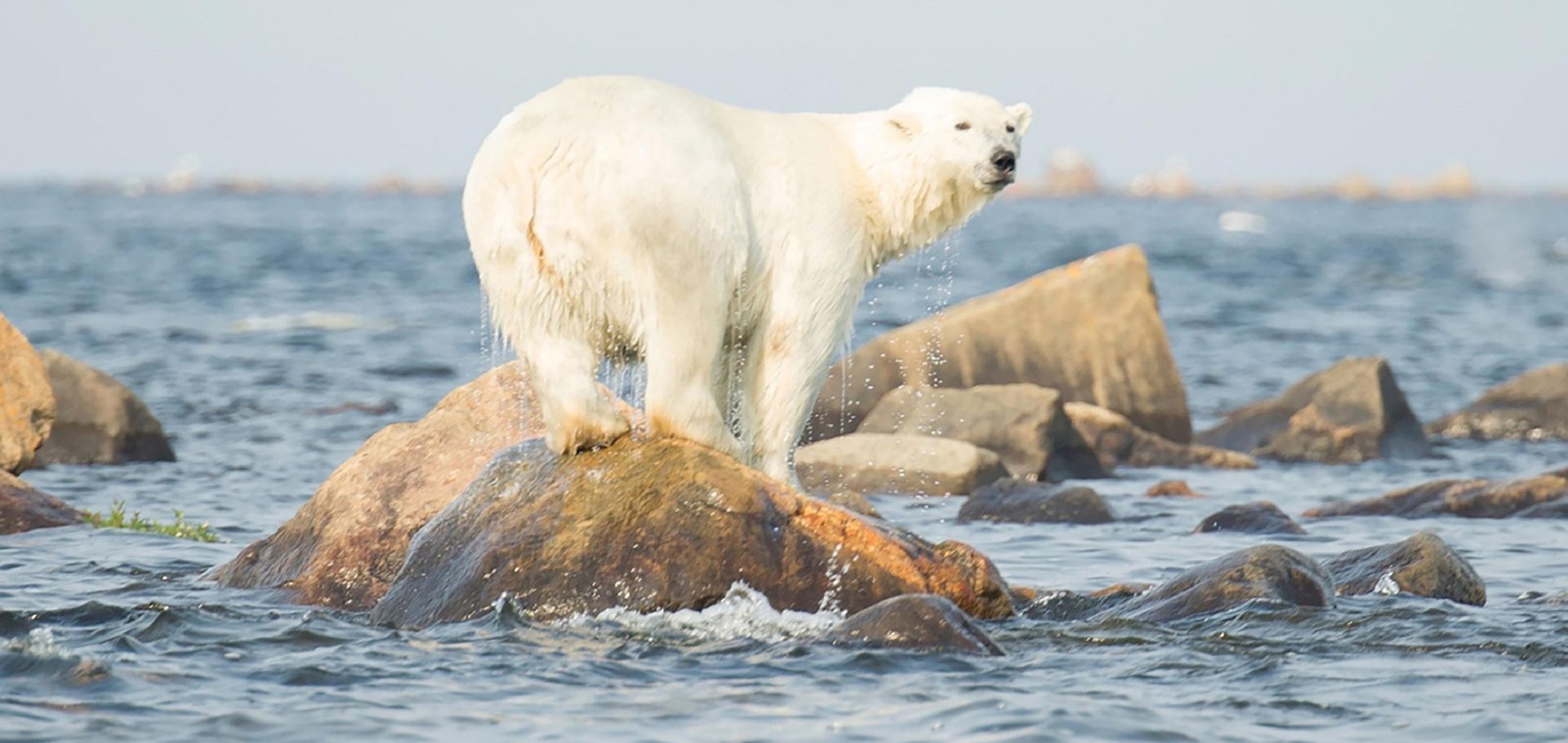 Polar bear (Ursus maritimus) standing on a rock, Churchill, Manitoba, Canada