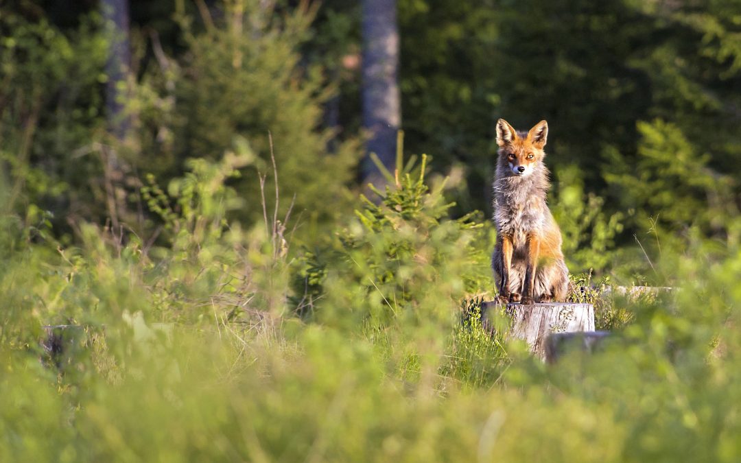 Balancing Our Outdoor Desire with Wildlife Welfare