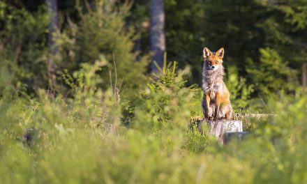 Balancing Our Outdoor Desire with Wildlife Welfare