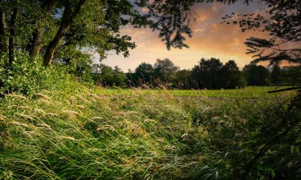 Abandoned Lands Could Be Biodiversity Boosters
