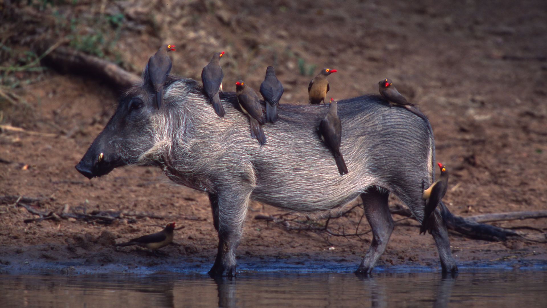 Phacochoerus aethiopicus & Buphagus erythrorhynchus Warthog with Red-billed oxpeckers looking for parasites on its skin Sub-Saharan Africa