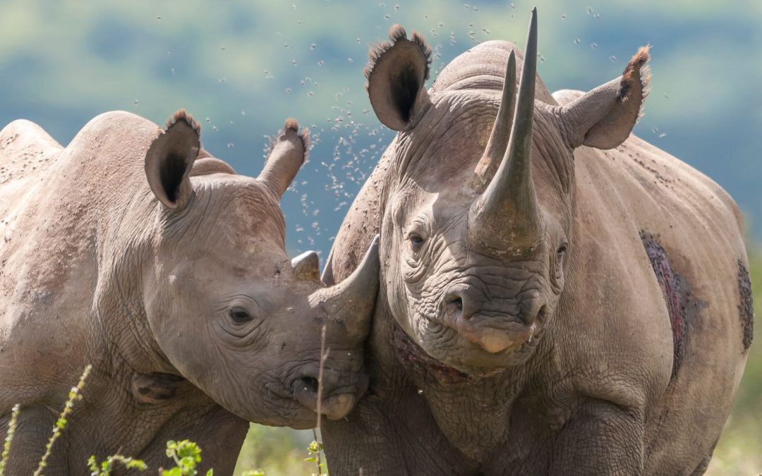 Test Your Rhino IQ With Our World Rhino Day Quiz!