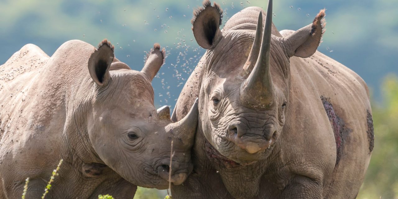 Test Your Rhino IQ With Our World Rhino Day Quiz!