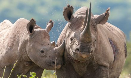 Test Your Rhino IQ With Our World Rhino Day Quiz!