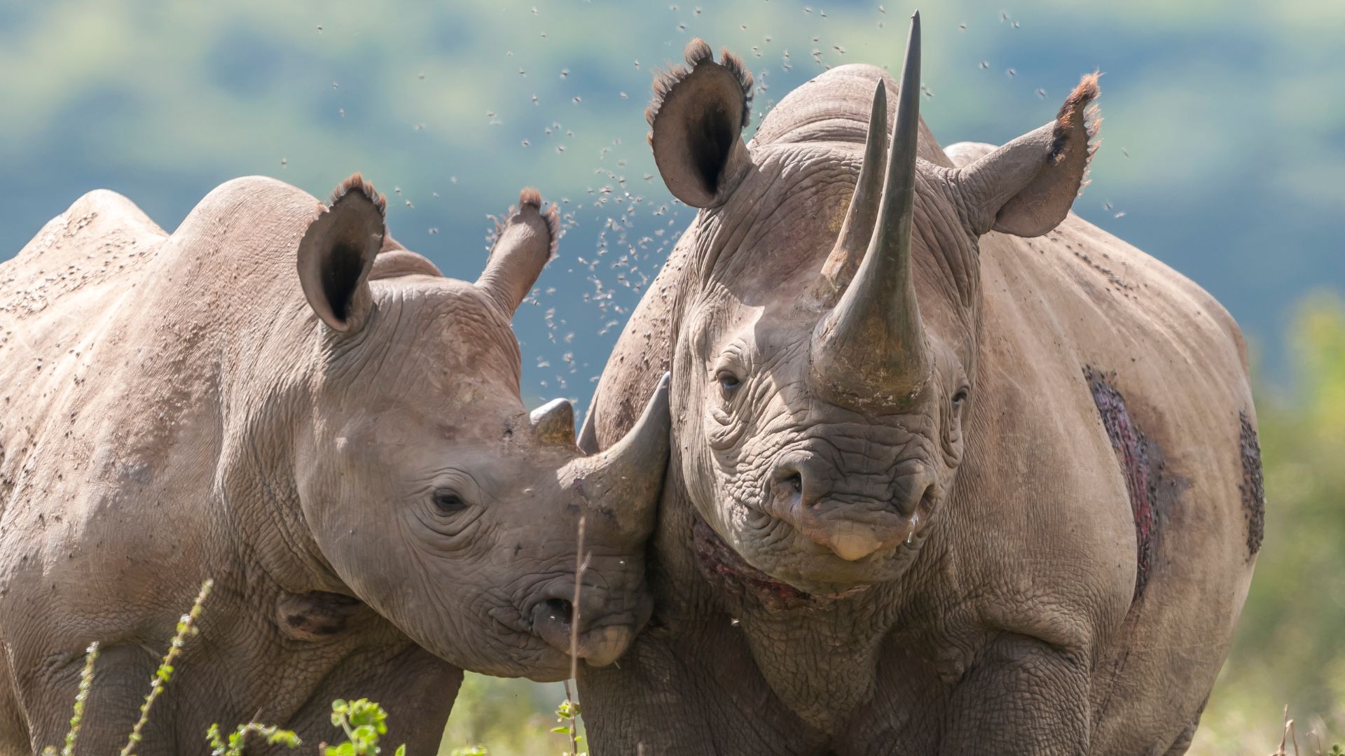 Black rhino (Diceros bicornis) mother and calf, Solio Game Reserve, Laikipia, Kenya. September.
