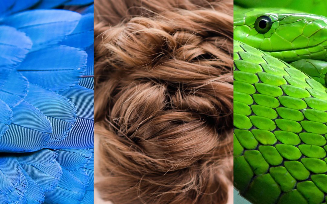 Feathers, Hair or Scales: Not Much Difference