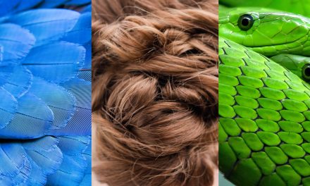 Feathers, Hair or Scales: Not Much Difference