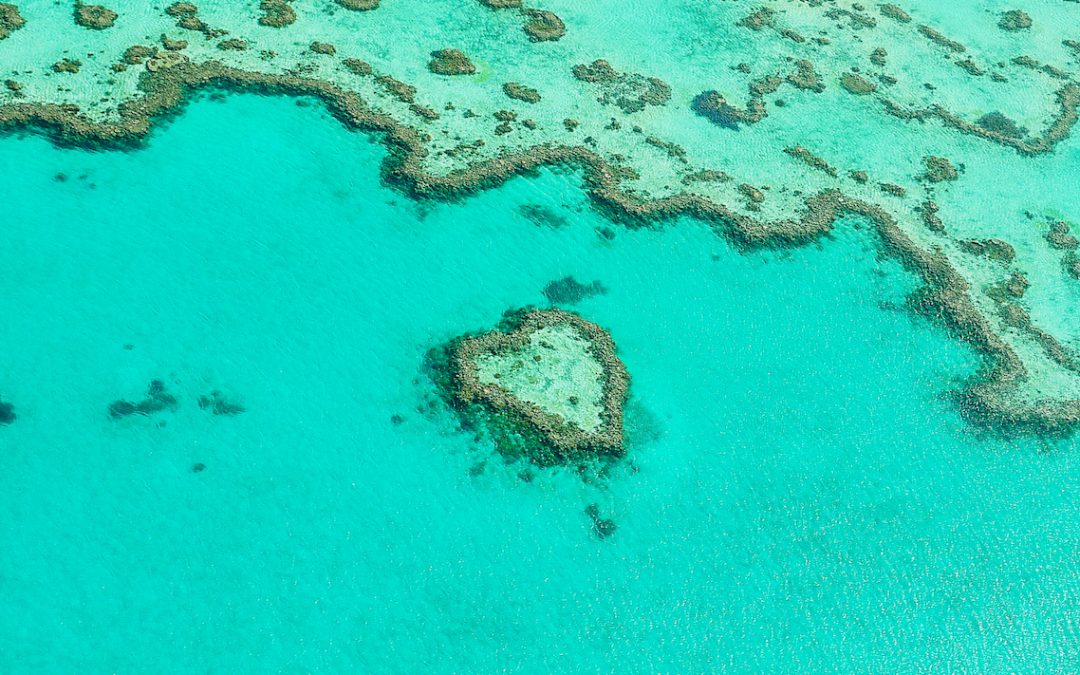 Stories to Inspire: Conservation Wins from Around the World