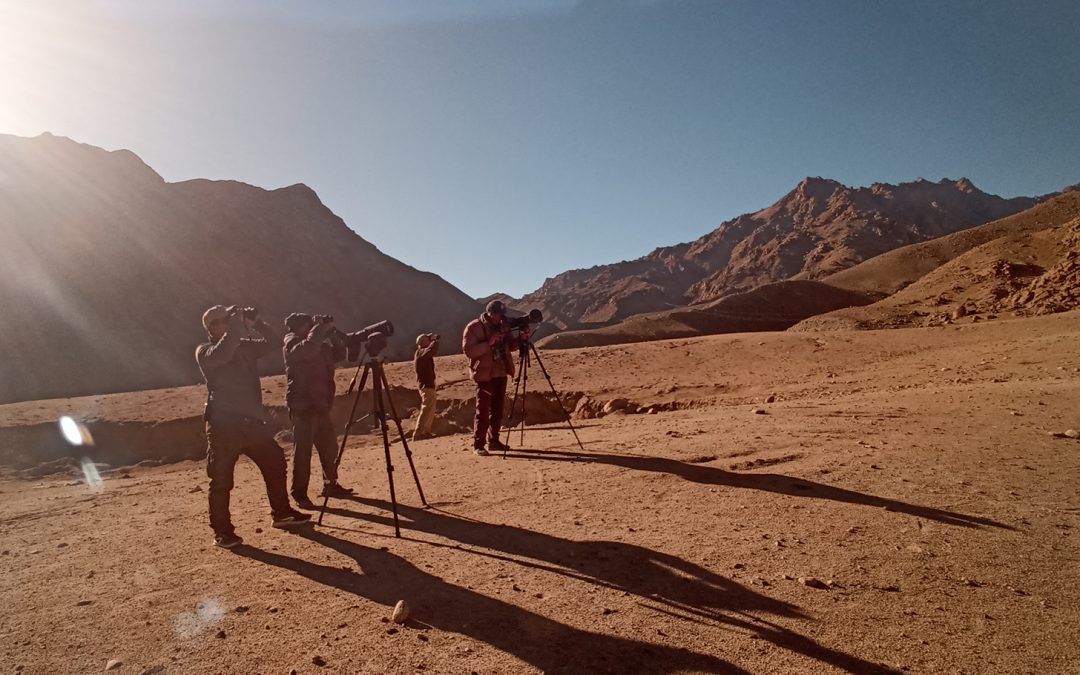 Travel Tale: Spotting Snow Leopards in the Sham Valley