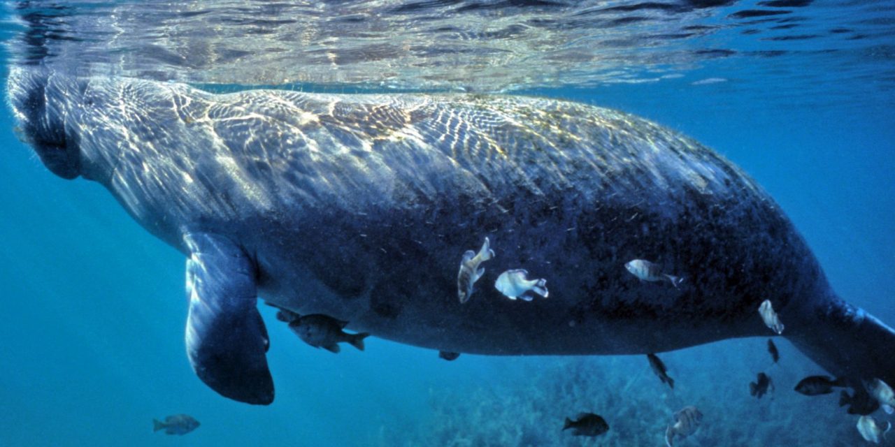 Manatees & Mermaids: A History of Animal Myths