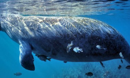 Manatees & Mermaids: A History of Animal Myths