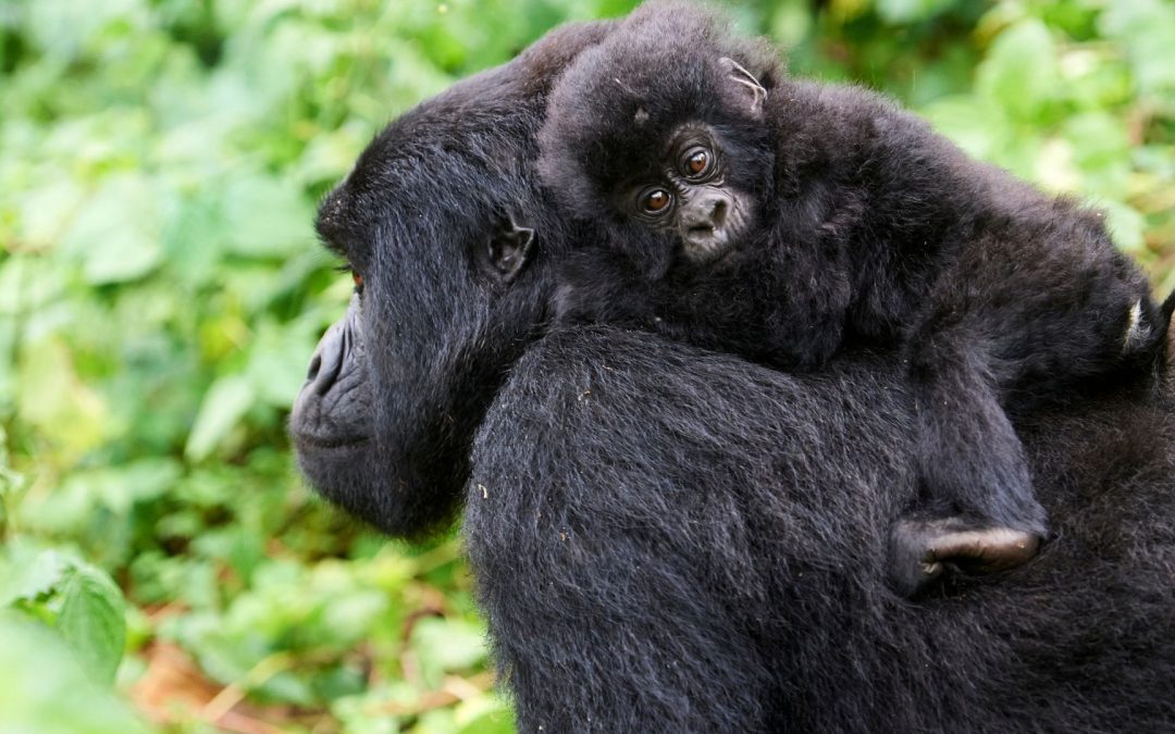 Gorilla Conservation Coffee