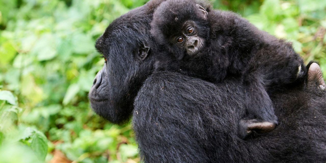 Gorilla Conservation Coffee