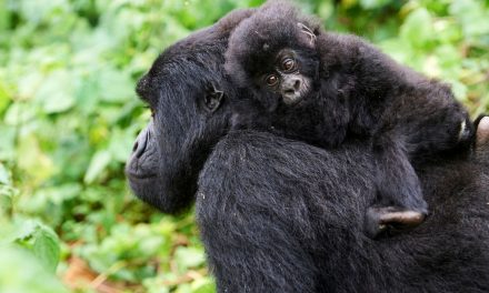 Gorilla Conservation Coffee