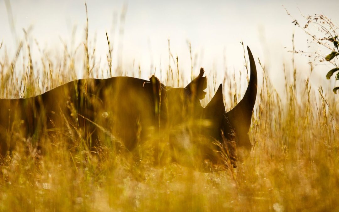 Five Endangered Keystone Species Making Comebacks