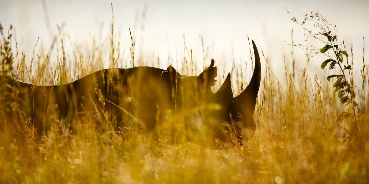 Five Endangered Keystone Species Making Comebacks