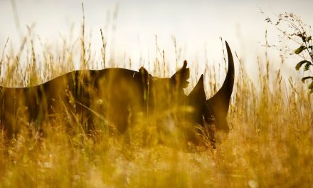 Five Endangered Keystone Species Making Comebacks