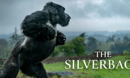 Watch Nat Hab’s Newest Short Film: ‘The Silverback’