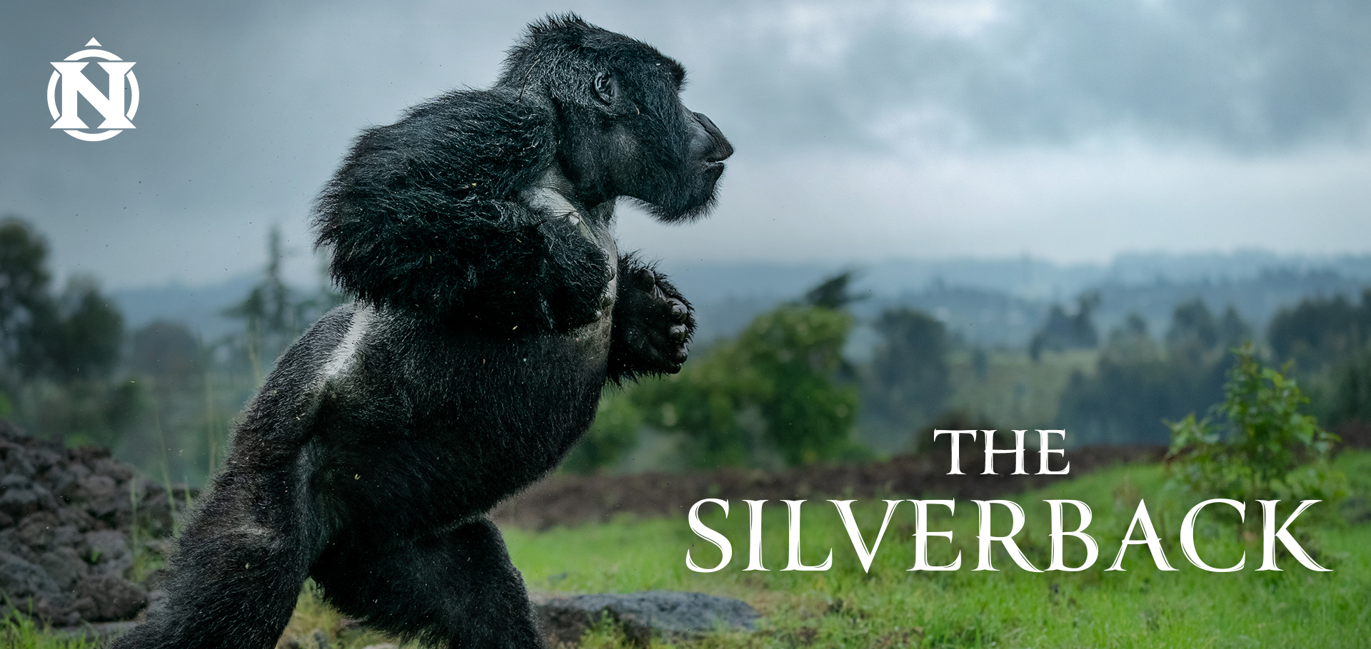 The Silverback short film trailer thumbnail, gorilla running upright in the rain forest