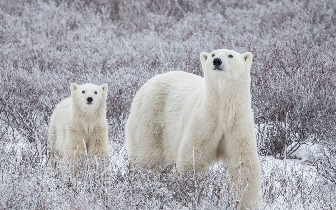 A Season For All Things: Winter in Churchill Travel Diary