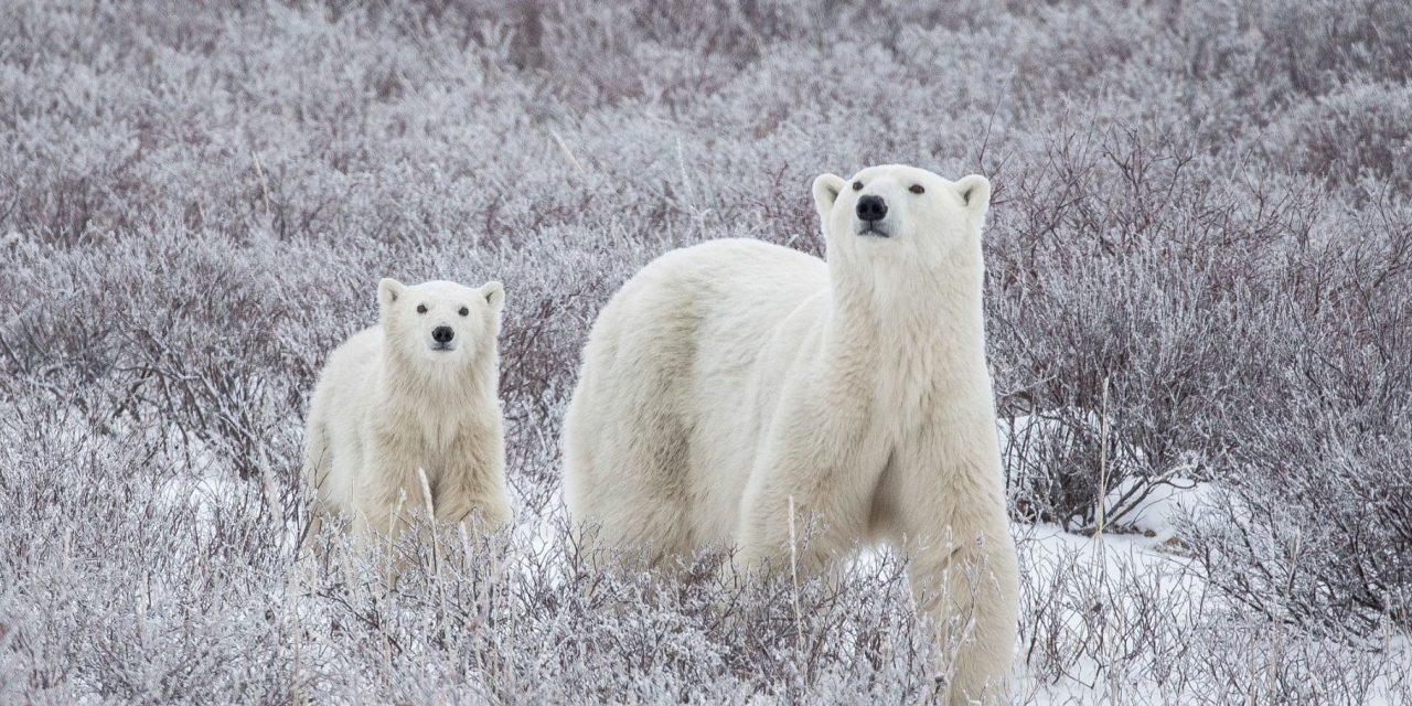 A Season For All Things: Winter in Churchill Travel Diary