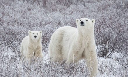 A Season For All Things: Winter in Churchill Travel Diary