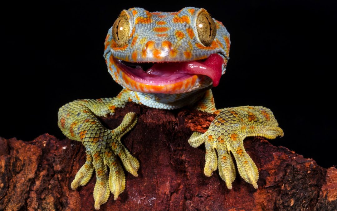 Seven Lizards to Love on World Lizard Day (Plus Where to See Them in the Wild)