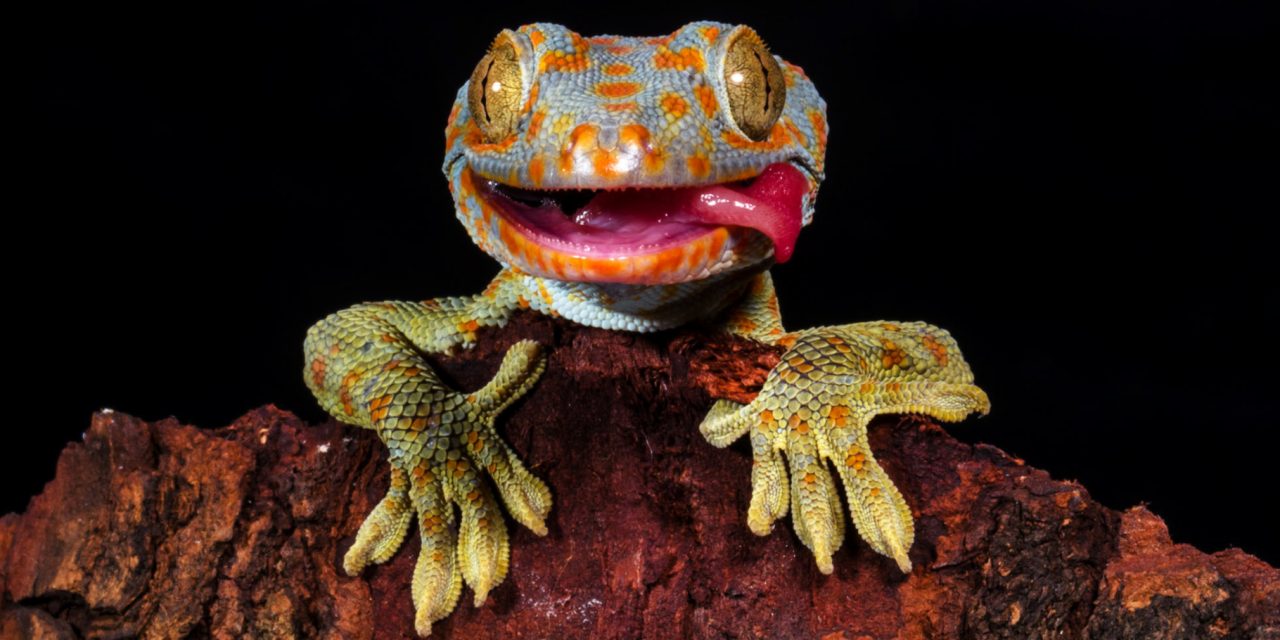 Seven Lizards to Love on World Lizard Day (Plus Where to See Them in the Wild)