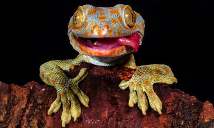 Seven Lizards to Love on World Lizard Day (Plus Where to See Them in the Wild)